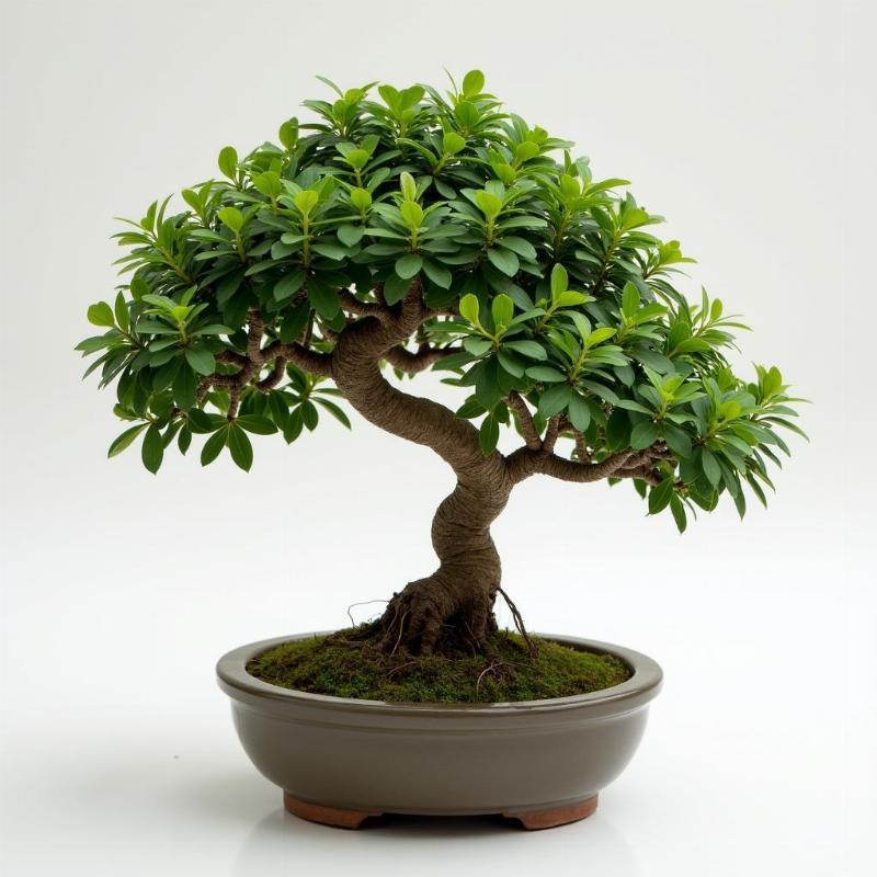 Hinh anh cay tung la han bonsai nho da tao dang co gia tri kinh te trung binh